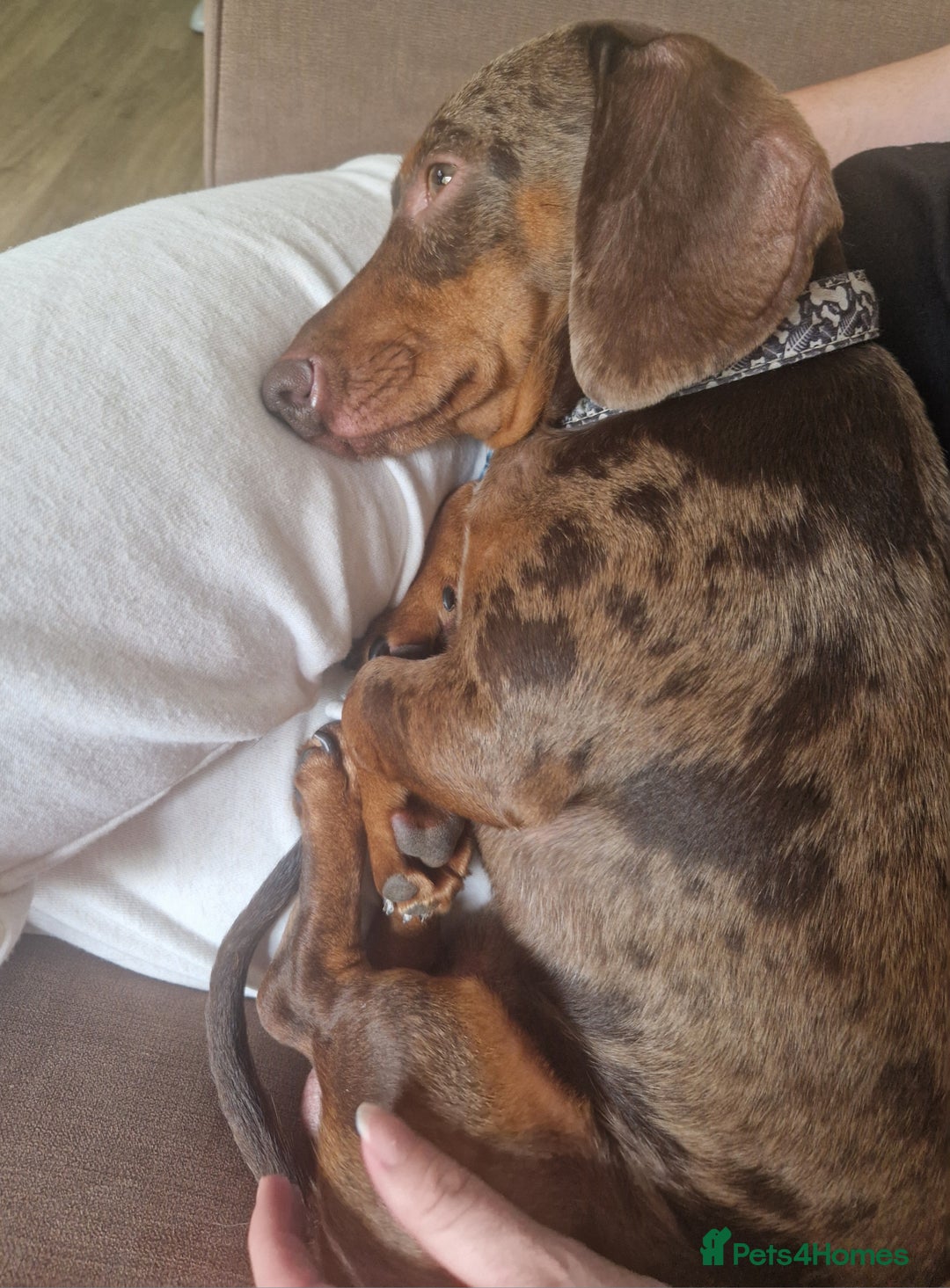 Dachshund dogs for stud: * STUD* Gorgeous daple dachshund  - Image 5