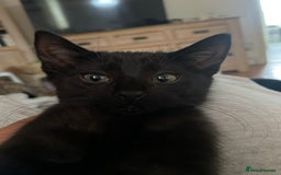 British Shorthair cats for sale: 2 Beautiful female Kittens - Image 7