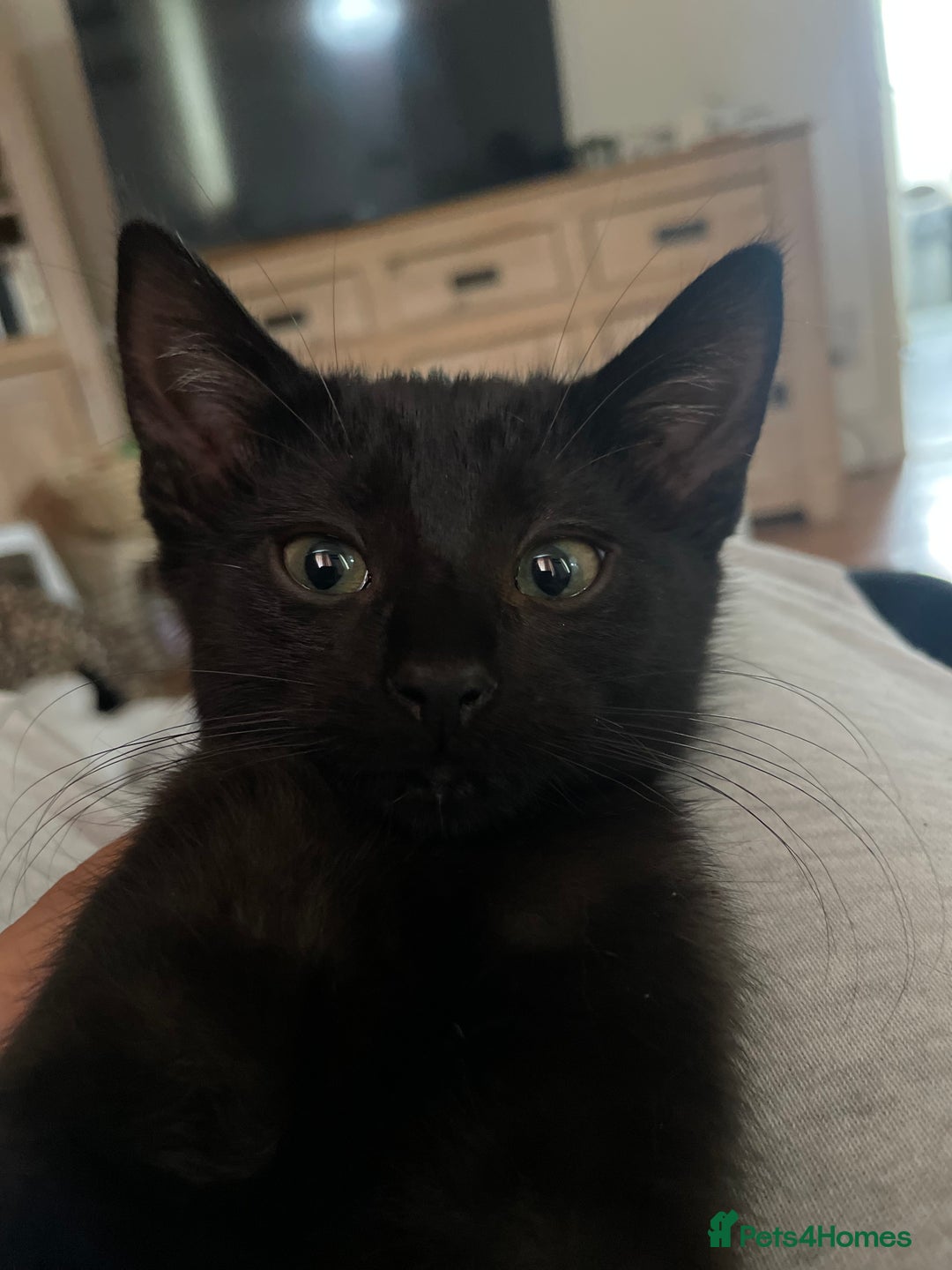 British Shorthair cats for sale: 2 Beautiful female Kittens - Image 7