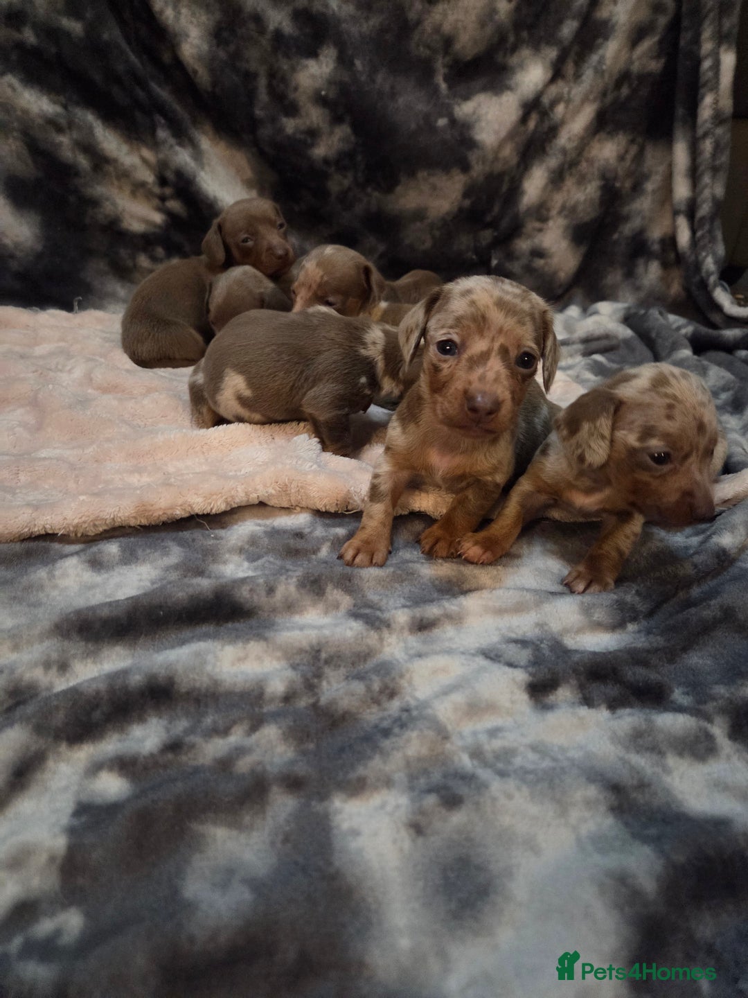 Miniature Dachshund dogs for sale: Miniature dachshund pups KC Reg - Advert 25