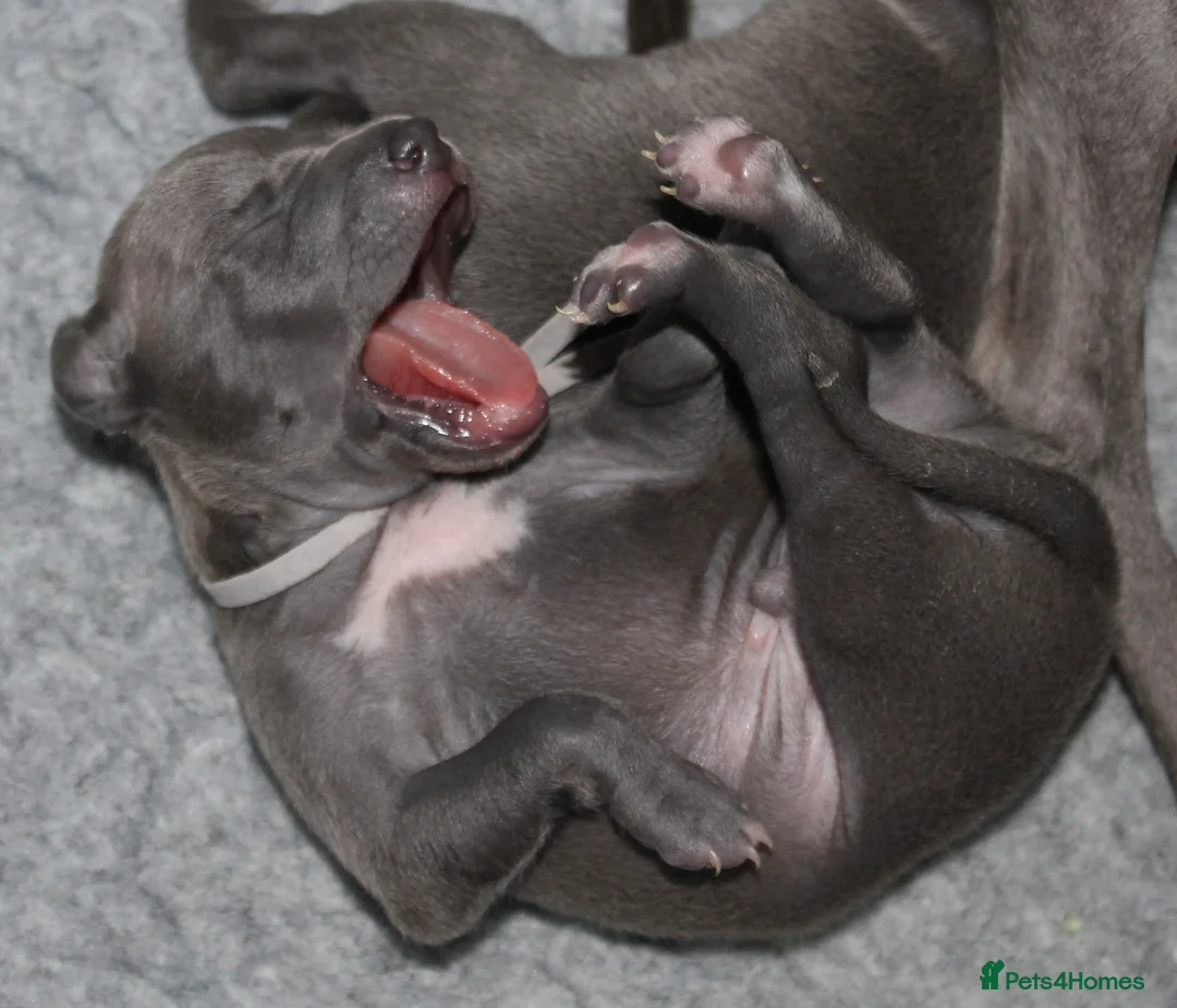 Italian Greyhound dogs for sale: KC Reg Italian Greyhounds Health tested parents - Advert 2