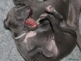 Italian Greyhound dogs KC Reg Italian Greyhound only 1 available - Advert 11