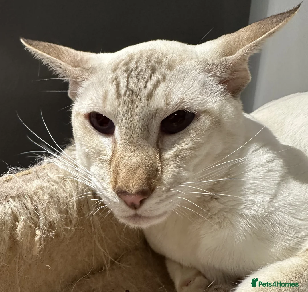 Siamese cats for sale: Gorgeous Tabby Point Male - Active Register - Advert 2