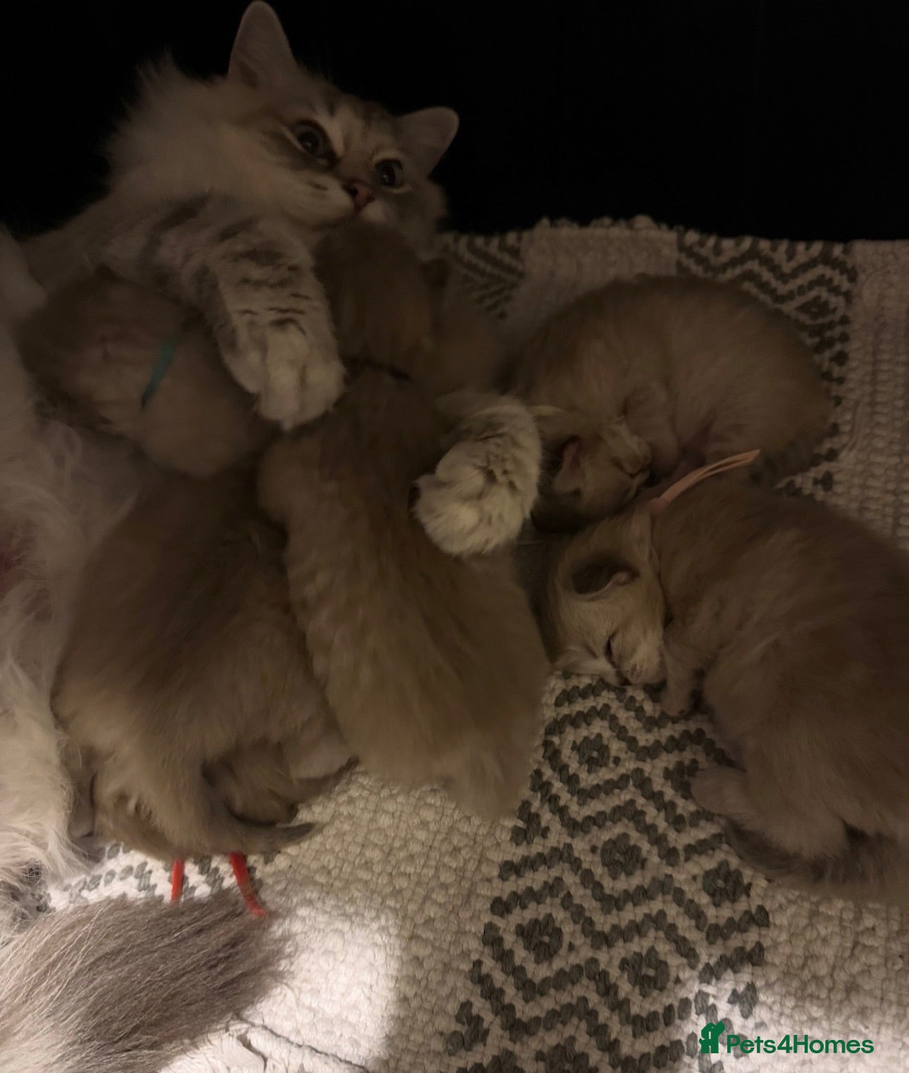 Ragdoll cats Exceptional Seal Tabby Mink Cherubim Boys - Advert 2