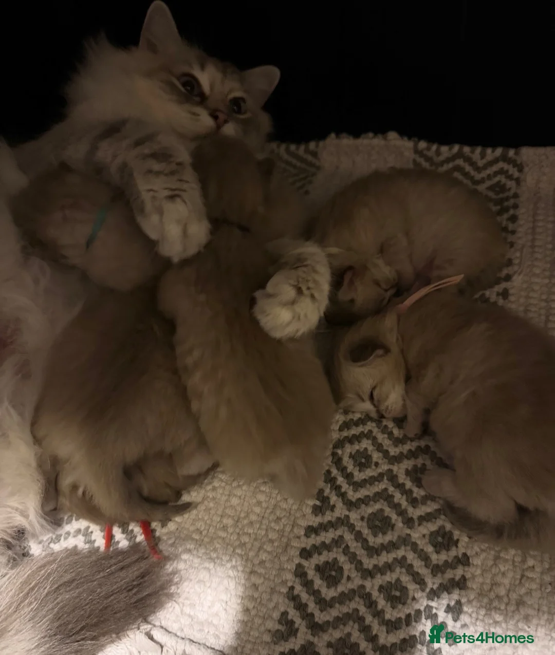 Ragdoll cats for sale: Exceptional Seal Tabby Mink Cherubim Boys - Advert 2