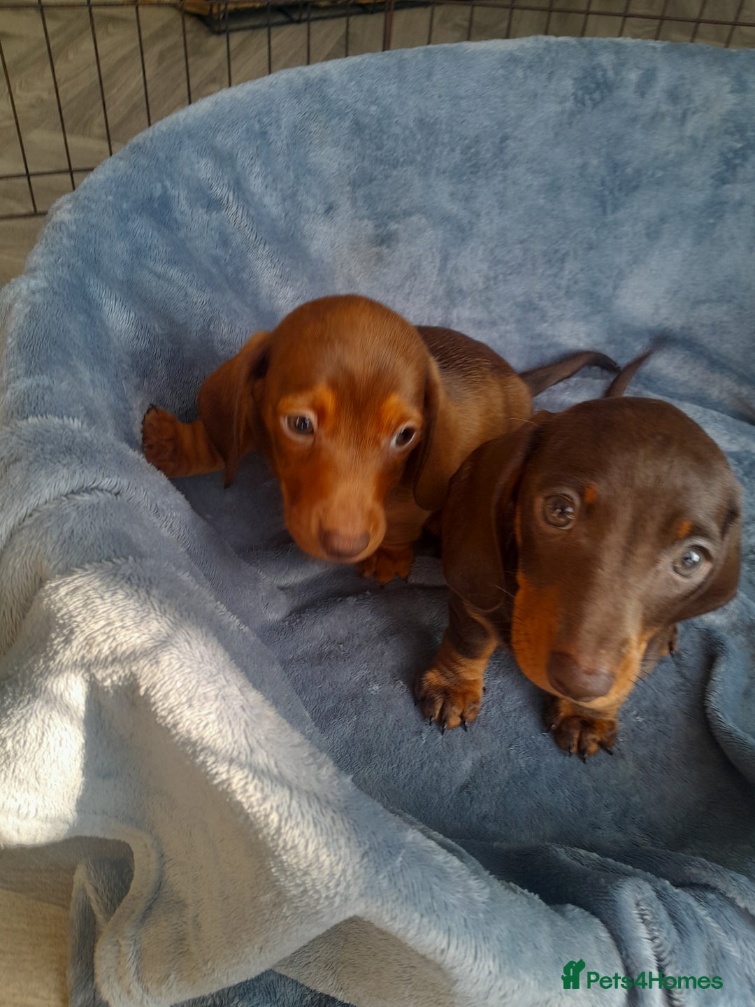 Miniature Dachshund dogs for sale: Miniature Dachshunds  in Diss - Image 9