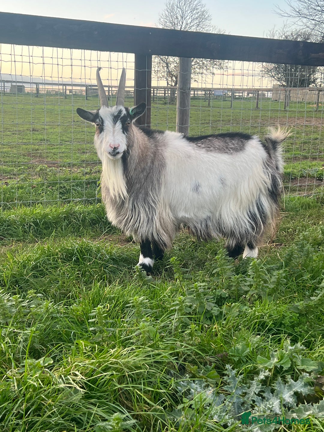 Goats livestock for sale: Pygmy Goats for Sale - Advert 1