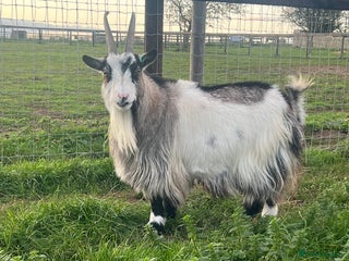 Goats livestock for sale: Pygmy Goats for Sale - Advert 1