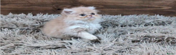 Persian cats for sale: Persian Kittens For Sale - Advert 26