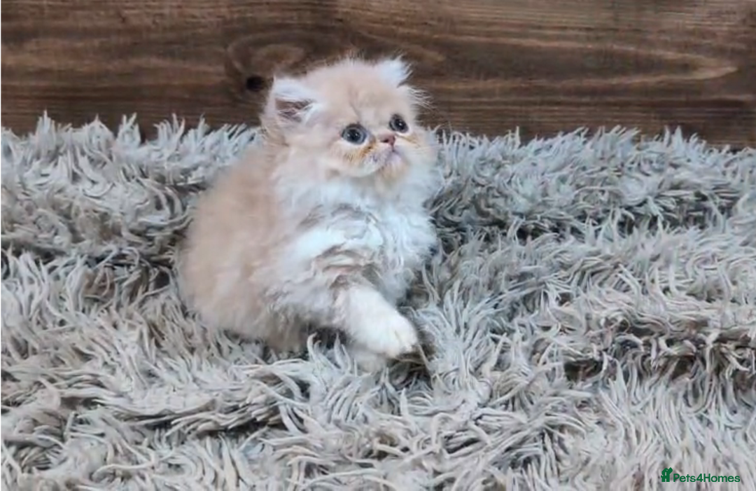 Persian cats for sale: Persian Kittens For Sale - Advert 26