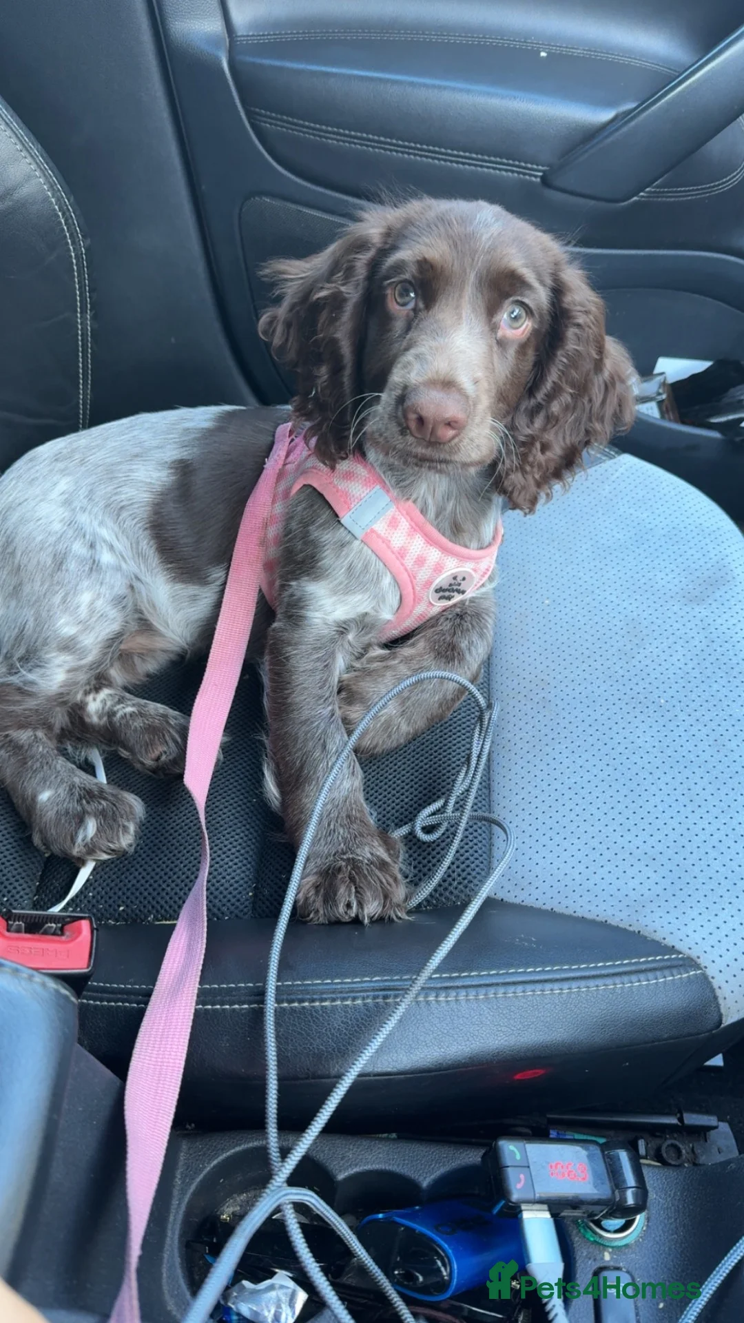 Cocker Spaniel dogs for sale: Beautiful 7month old cocker spaniel  - Advert 2