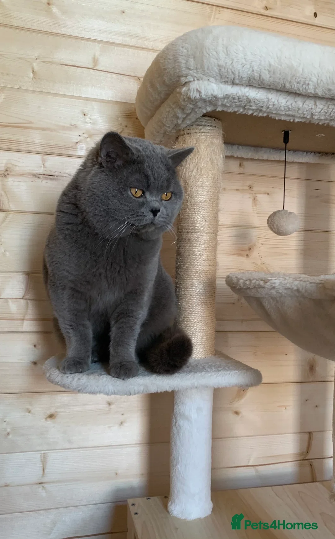 Scottish Fold cats for sale: Adorable rare silver tabby/lilac tabby kittens 🐾 - Image 20