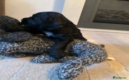 Cocker Spaniel dogs for sale: COCKER SPANIELS - Advert 2