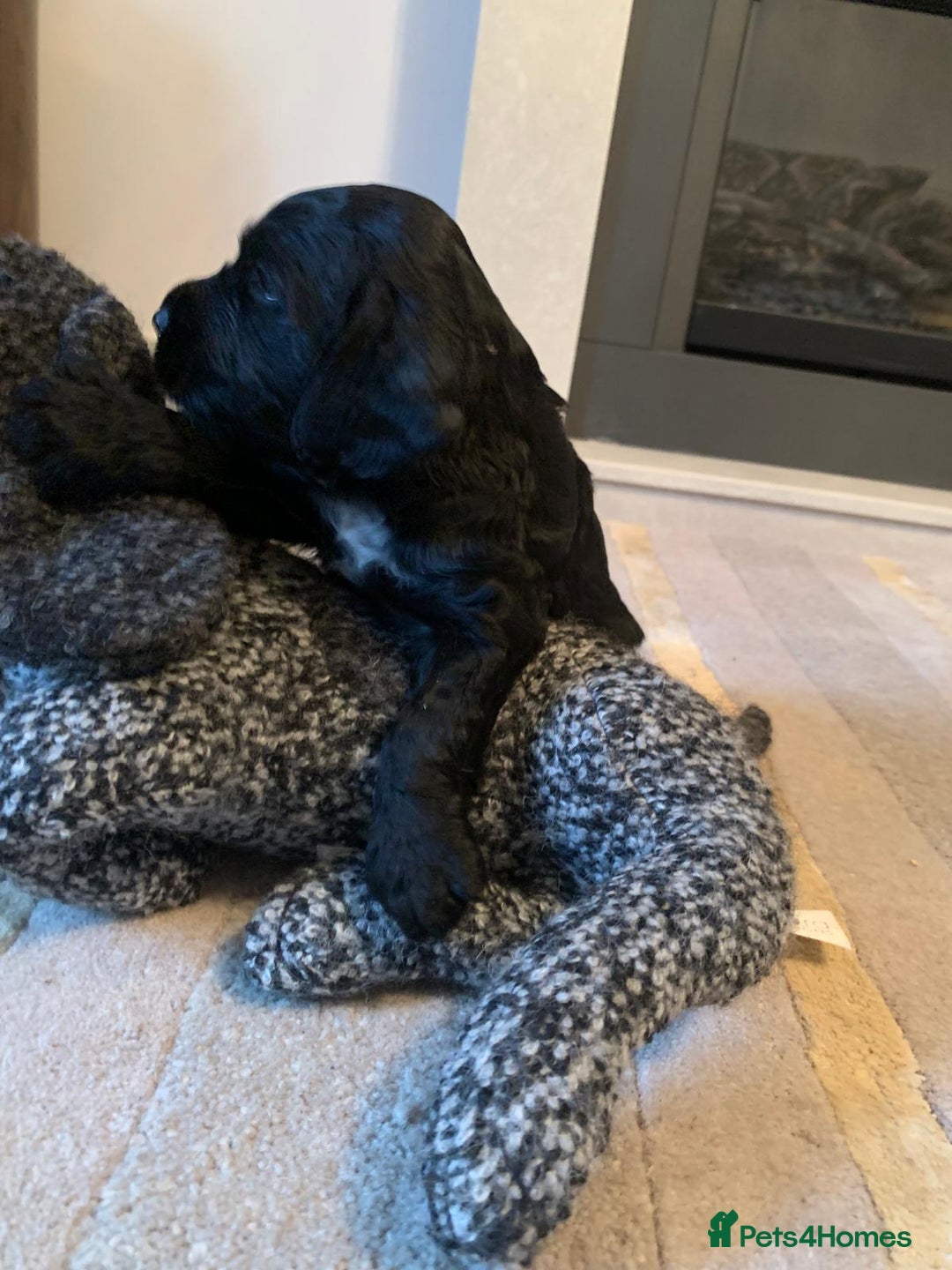 Cocker Spaniel dogs for sale: COCKER SPANIELS - Advert 2