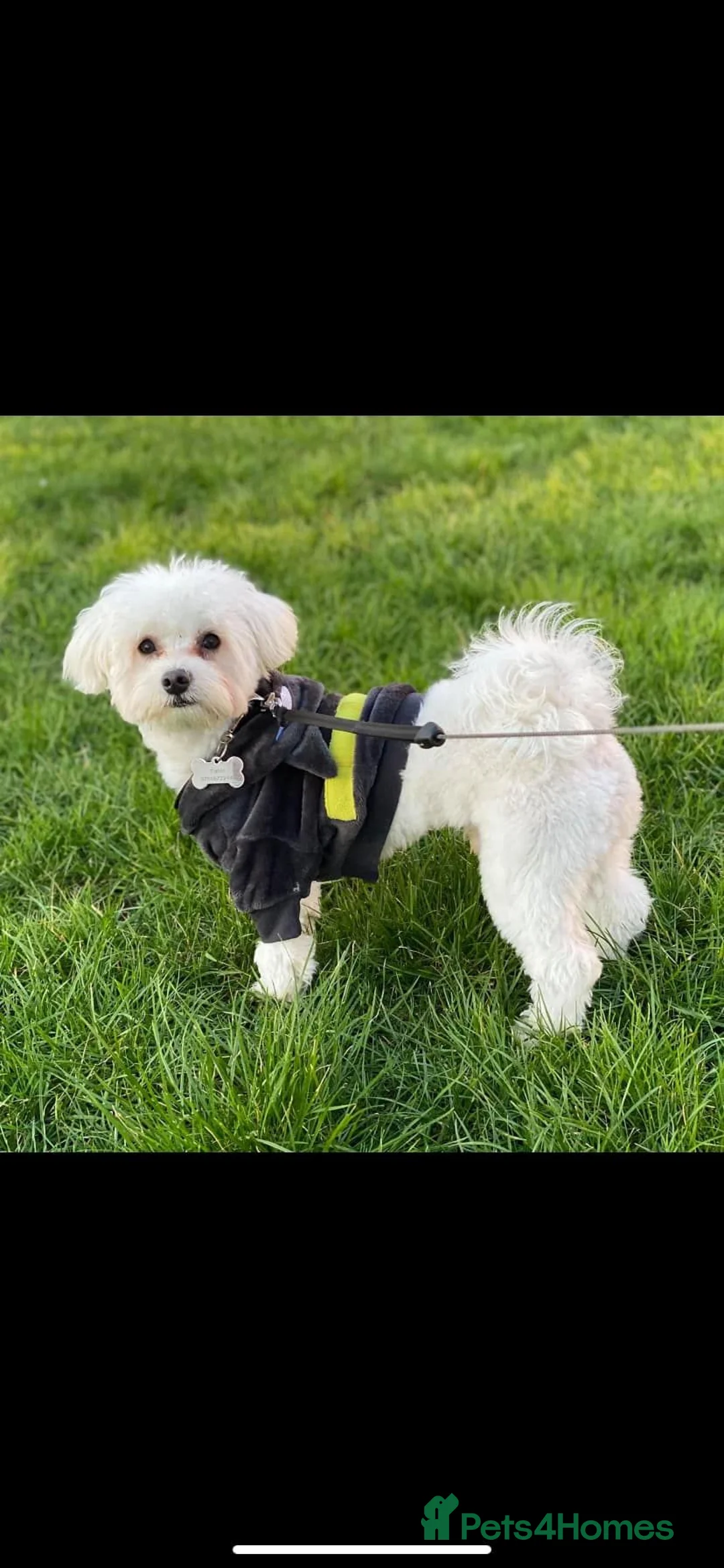 Bichon Frise dogs for sale: Cute little puppies 🩷🩷💙💙 - Advert 17