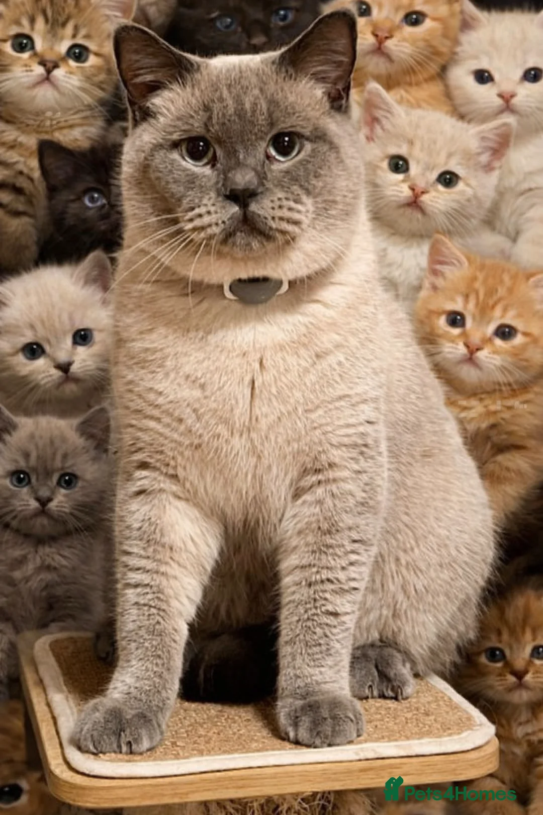 British Shorthair cats for stud: 🐻 BEAR 🐻 BRITISH SHORTHAIR FOR STUD PROVEN GCCF - Advert 2