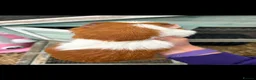 Guinea Pig rodents for sale: Mixed litre of guinea pigs  - Advert 3