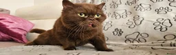British Shorthair cats for sale: Chocolate British shorthair cat - Advert 4