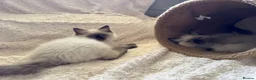 Ragdoll cats for sale: Stunning Ragdoll kittens - Advert 15