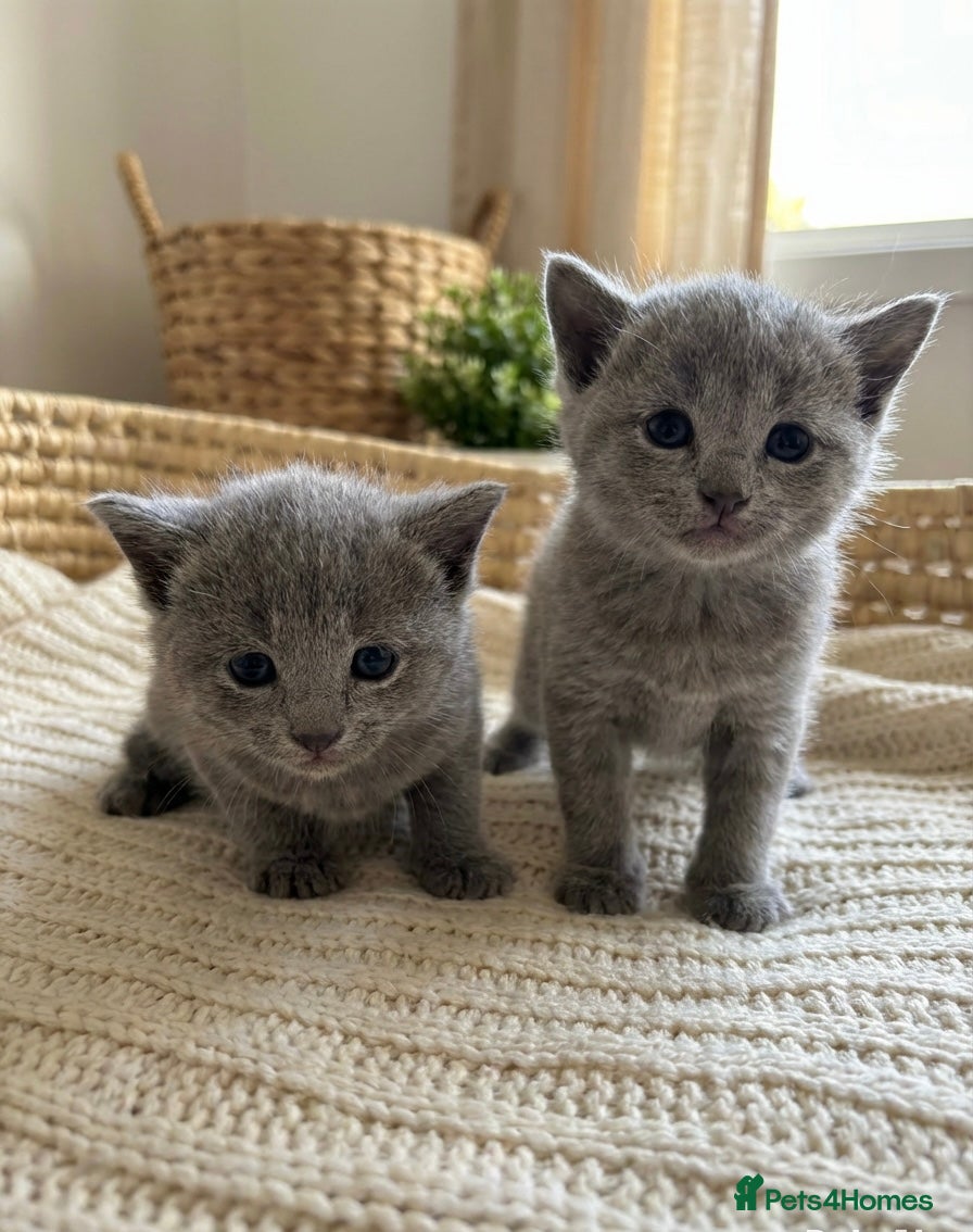 Russian Blue cats Pedigree TICA registered Russian blue kittens - Advert 14