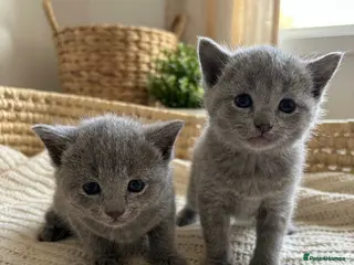 Russian Blue cats Pedigree TICA registered Russian blue kittens - Advert 14