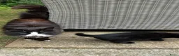 British Longhair cats for sale: 3 Beautiful Black Kittens  - Advert 8