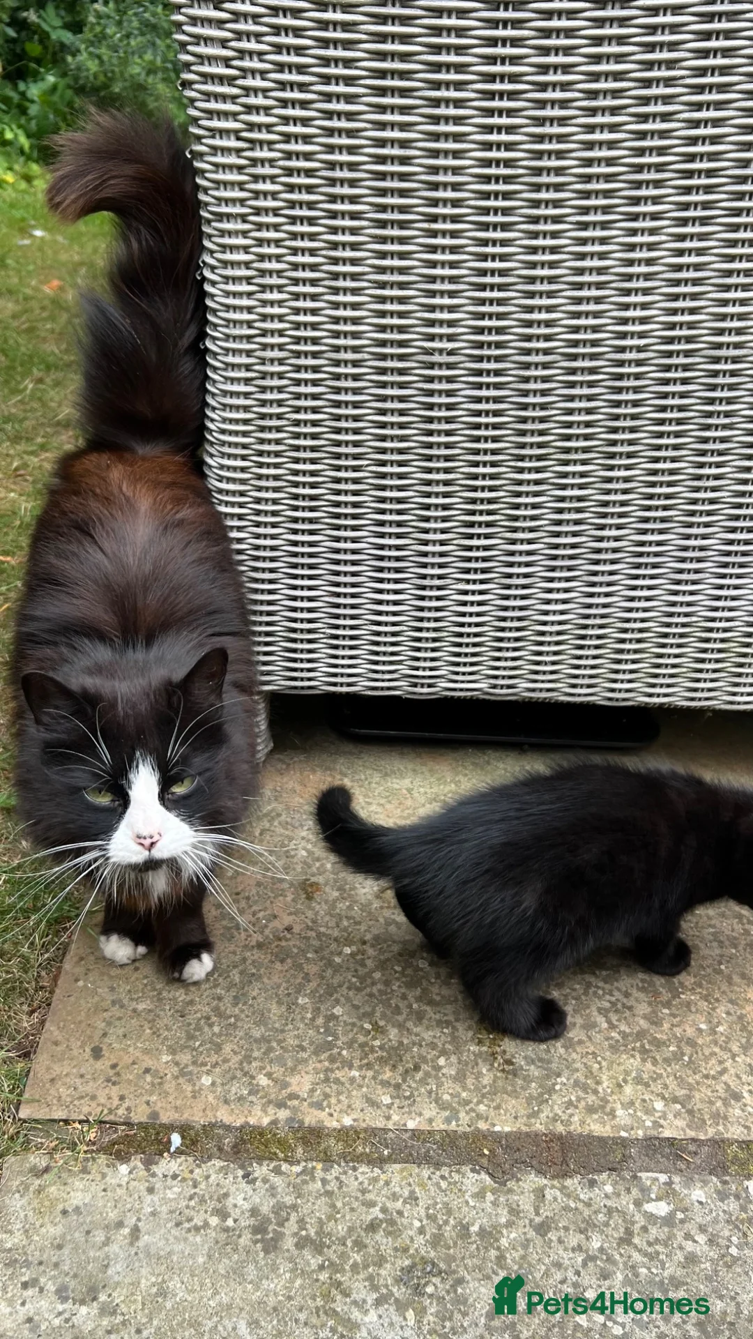 British Longhair cats for sale: 3 Beautiful Black Kittens  - Advert 8