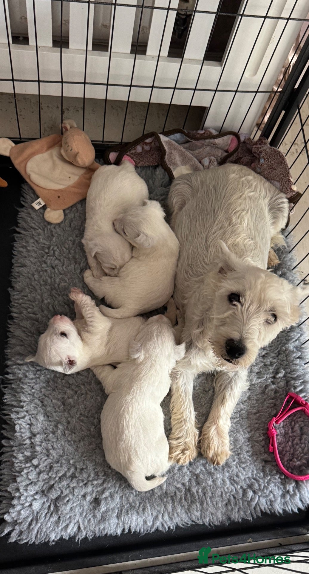 West Highland Terrier dogs West highland terriers - Advert 1