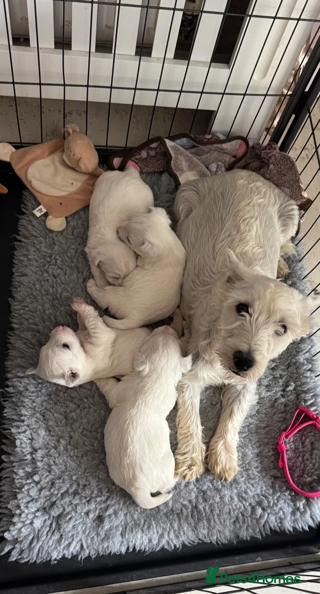 West Highland Terrier dogs for sale: West highland terriers - Advert 2