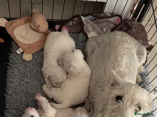 West Highland Terrier dogs West highland terriers 1 GIRL 1 BOY left! - Advert 4