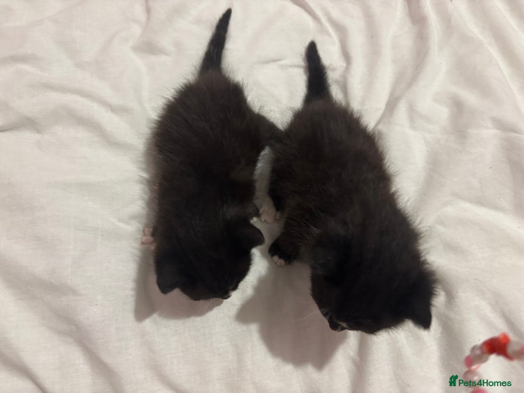 Maine Coon cats for sale: 2 gorgeous boy kittens  - Image 5