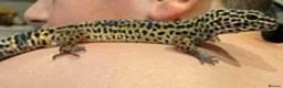 Leopard Gecko reptiles for sale: Leopard Gecko and all the set up  in Wilmslow - Advert 4