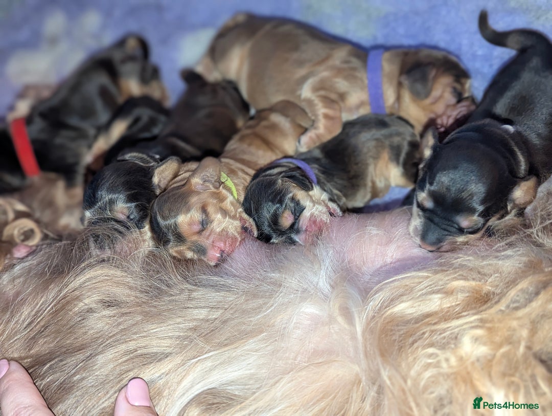 Cocker Spaniel dogs for sale: Champion bloodline sable show cocker puppies  - Image 1