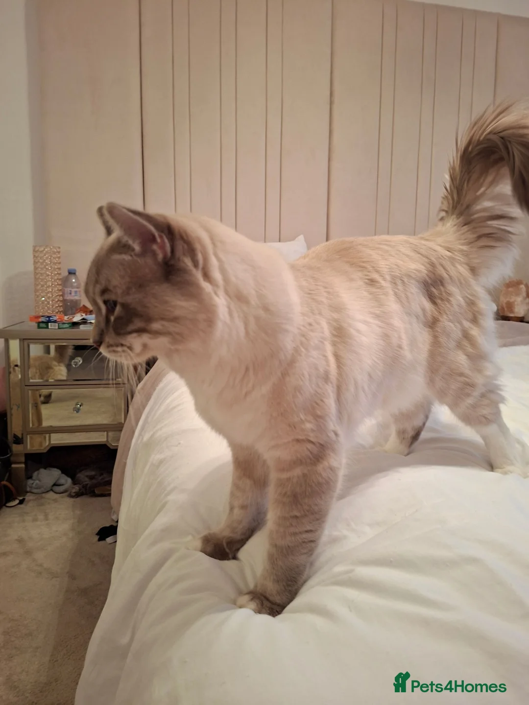Ragdoll cats for stud: Blue Mitted Ragdoll For Stud in Middlewich - Advert 6