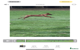 Rhodesian Ridgeback dogs for stud: Exceptionally Health Tested Stud - Image 6