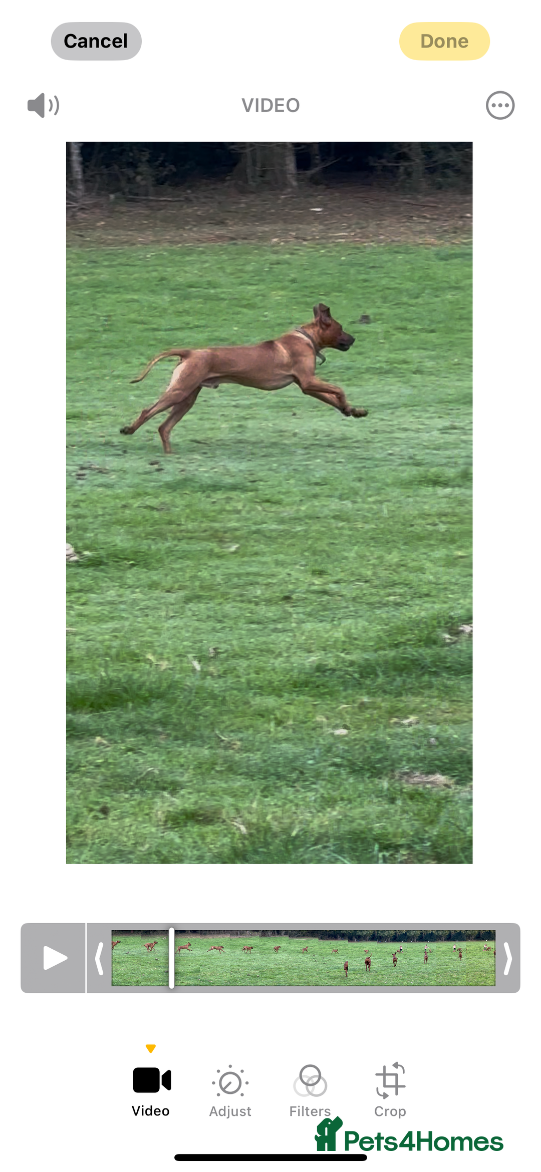 Rhodesian Ridgeback dogs for stud: Exceptionally Health Tested Stud - Image 6