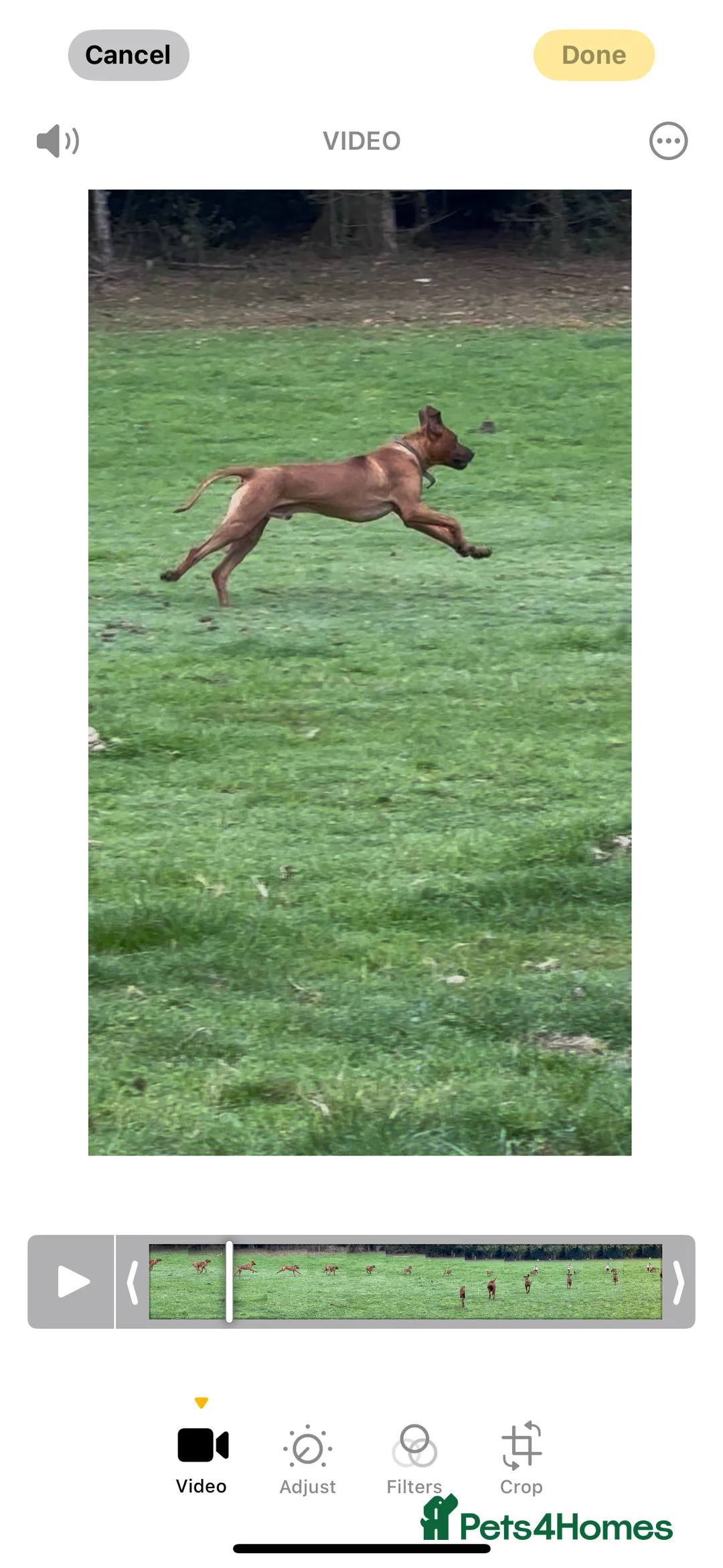 Rhodesian Ridgeback dogs for stud: Hips 1/1, Elbows 0/0 JME, DM, MH, EOAD, IVA Clear - Advert 6