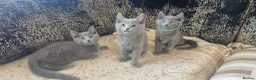 Russian Blue cats for sale: **TICA full pedigree Russian Blue kittens - Advert 22