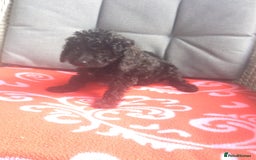 Cockapoo dogs for sale: gorgeous mixed litter of cockapoos  - Image 4