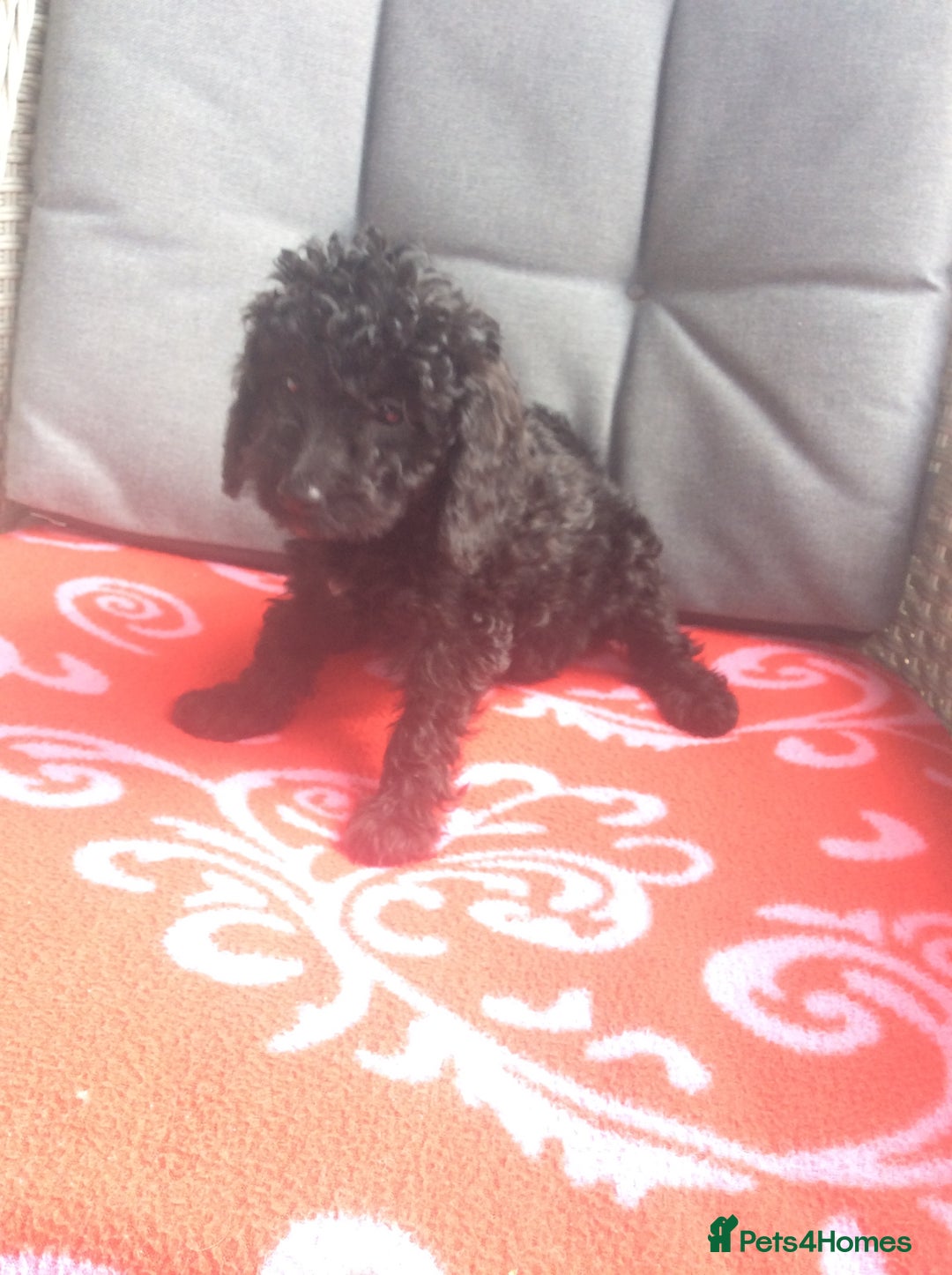 Cockapoo dogs for sale: gorgeous mixed litter of cockapoos  - Image 4