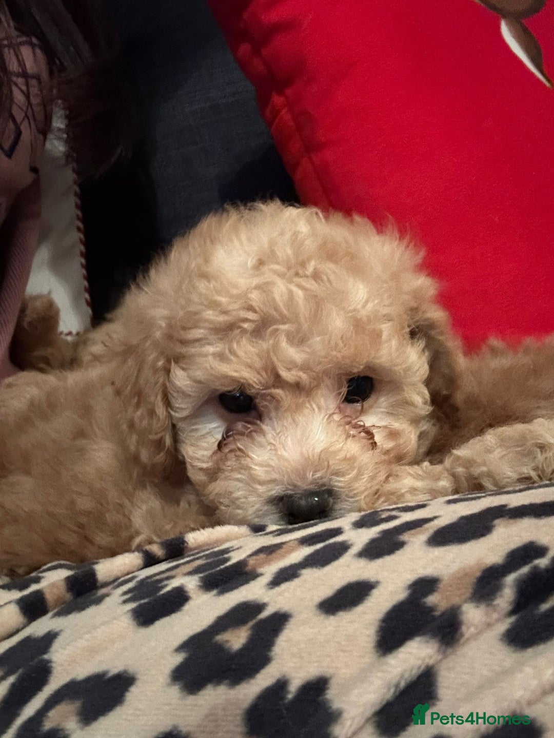 Maltipoo dogs for sale: Stunning Toy Maltipoo pups ❤️ ready on Wednesday! - Advert 32