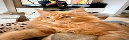 Maine Coon cats for sale: Stunning red male Tica registered  - Advert 5