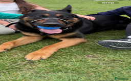 German Shepherd dogs for sale: 2 year old male German shepherd - Image 2