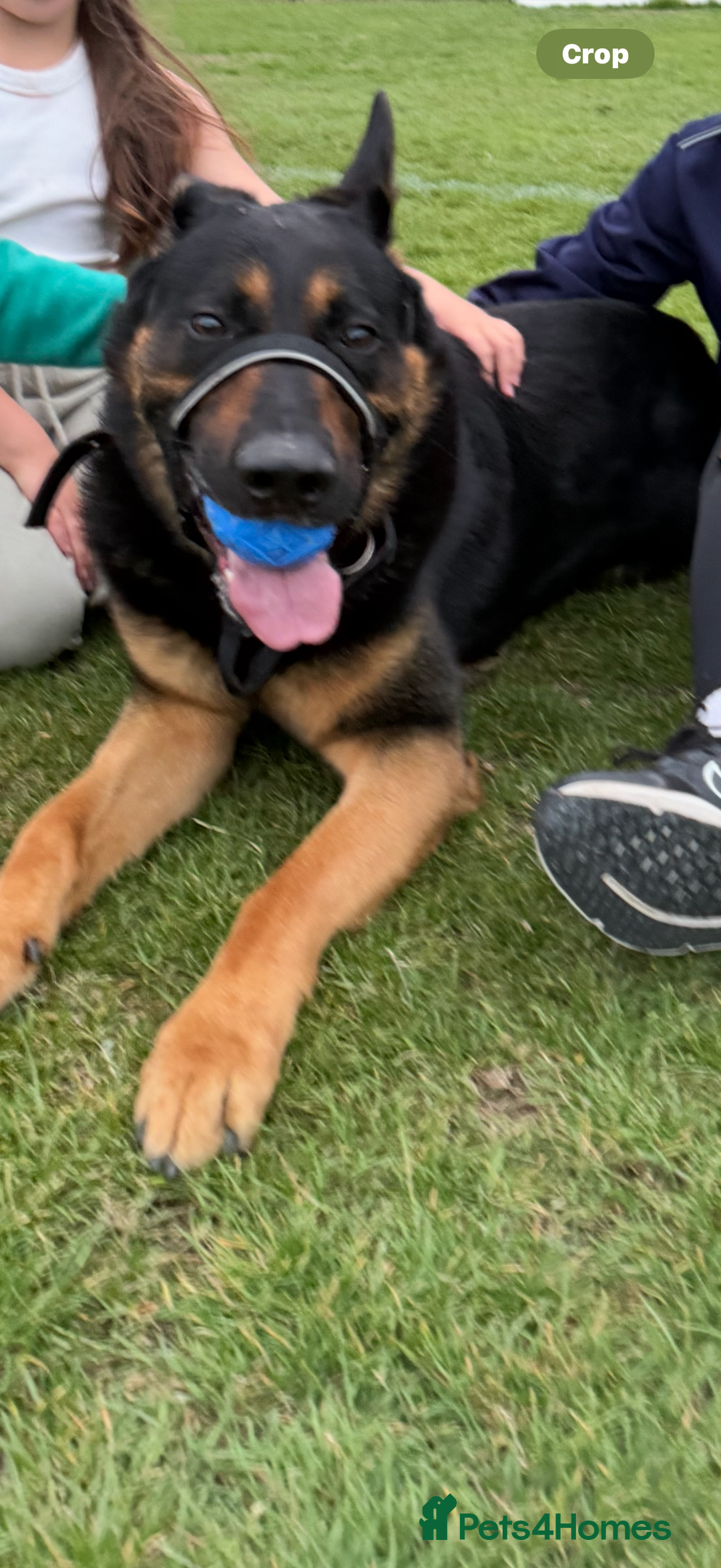 German Shepherd dogs for sale: 2 year old male German shepherd - Image 2