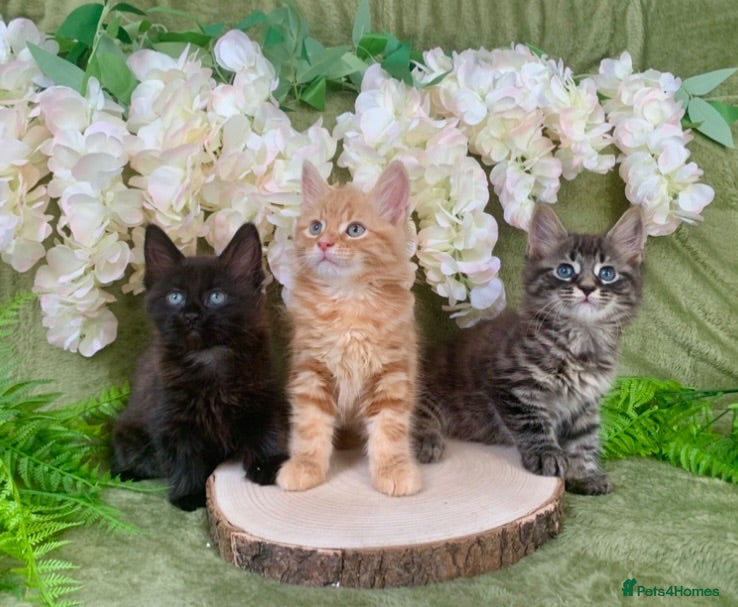 Norwegian Forest Cat cats GORGEOUS WEDGIE BOYS READY FOR NEW HOMES - Advert 1