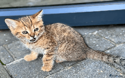 British Shorthair cats for sale: British shorthair - Image 3