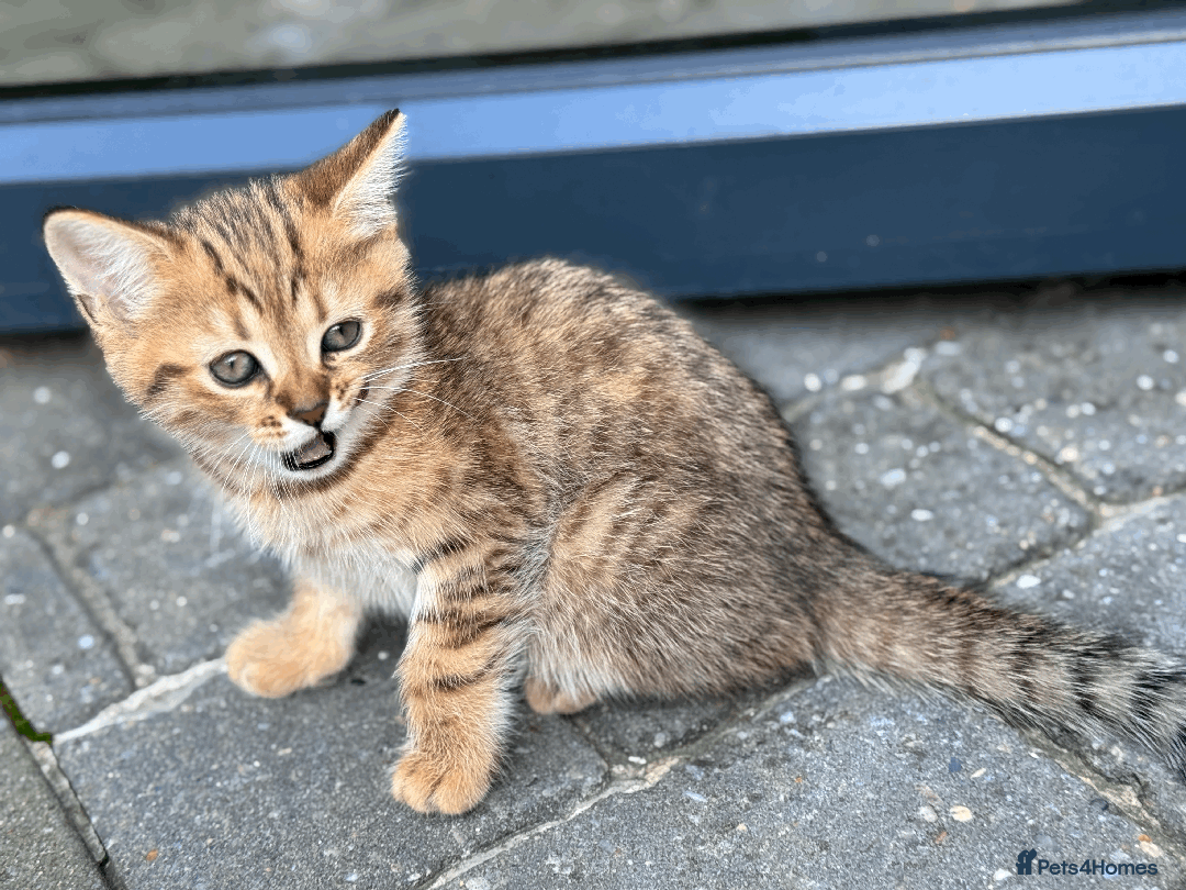 British Shorthair cats for sale: British shorthair - Image 3