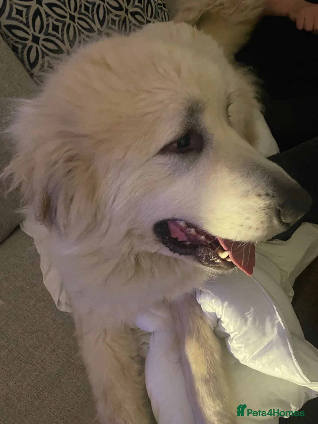 Mixed Breed dogs for sale: Pyrepoodle puppies health tested  - Advert 39