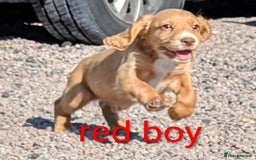 Cocker Spaniel dogs for sale: Working Cocker spaniel puppies  - Image 2