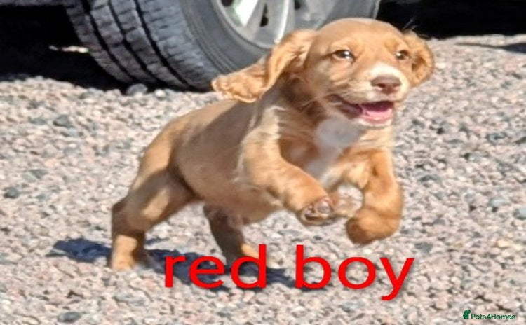 Cocker Spaniel dogs - Advert 2
